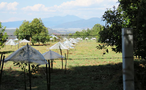 Mejorando la calidad del suelo, Inducir Polinización y Administrar agua